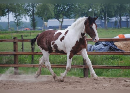 Curly horse, Ogier, 2 lat, 165 cm, Srokata