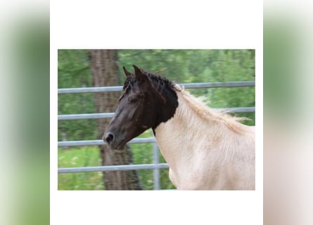 Curly horse, Ogier, 4 lat, 146 cm, Tobiano wszelkich maści