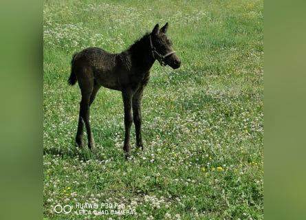 Curly horse, Ogier, 