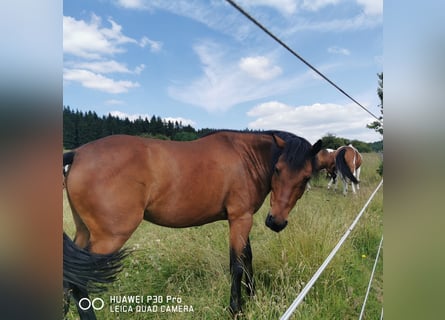 Curly Horse, Ruin, 11 Jaar, 141 cm, Bruin