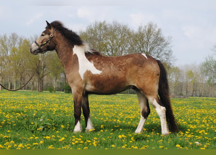 Curly Horse, Ruin, 2 Jaar, 145 cm, Buckskin