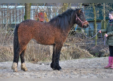 Curly Horse, Ruin, 4 Jaar, 138 cm, Brauner