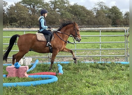 Curly Horse, Ruin, 8 Jaar, 143 cm, Roodbruin