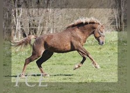 Curly horse, Stallion, 10 years, 14.3 hh, Chestnut