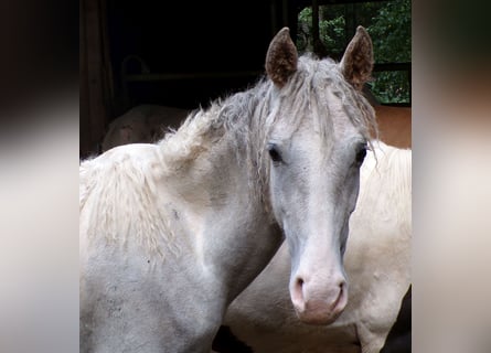 Curly horse Mix, Stallion, 1 year, 14,2 hh, Can be white
