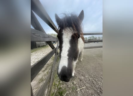 Curly horse, Stallion, 2 years, 11.1 hh, Tobiano-all-colors