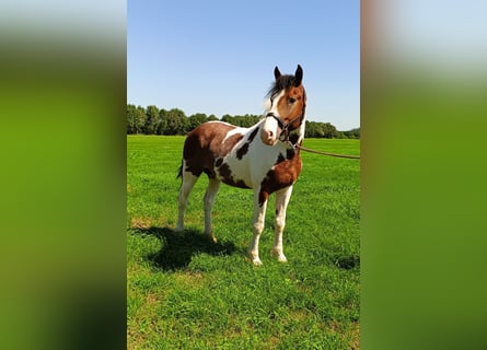 Curly horse, Stallion, 3 years, 15.3 hh, Pinto
