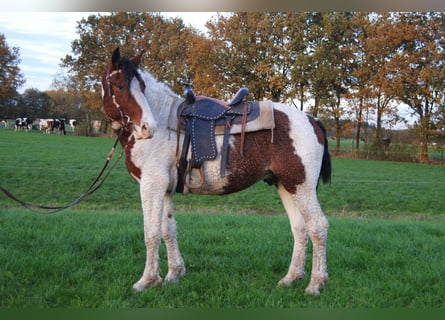 Curly horse, Stallion, 3 years, 16 hh, Tobiano-all-colors