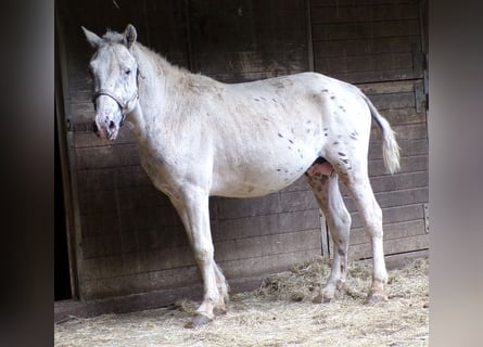 Curly horse, Stallion, 4 years, 13.2 hh, Leopard-Piebald