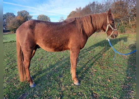 Curly horse, Stallion, 6 years, 14.2 hh, Chestnut-Red