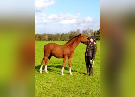 Curly horse, Stallion, Foal (05/2026), 15.1 hh, Brown