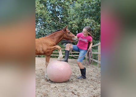 Curly horse, Stallion, Foal (05/2026), 15.1 hh, Brown