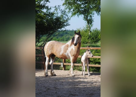 Curly horse, Stallion, , 15,2 hh, Dun