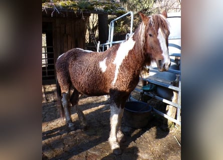 Curly Horse, Stute, 13 Jahre, 150 cm, Schecke