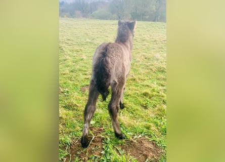 Curly Horse, Stute, 1 Jahr, 120 cm, Grullo