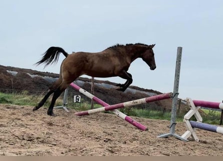 Curly Horse, Stute, 2 Jahre, 158 cm, Red Dun