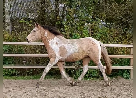 Curly Horse, Stute, 2 Jahre, 160 cm, Buckskin