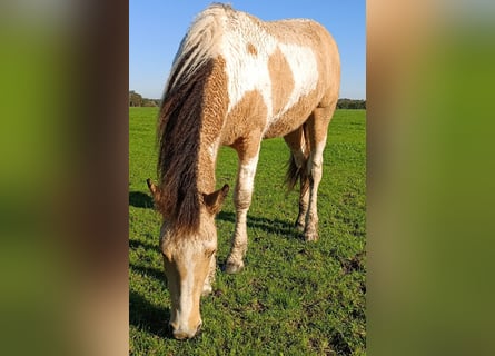 Curly Horse, Stute, 2 Jahre, 160 cm, Buckskin