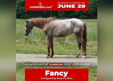 Curly Horse, Stute, 7 Jahre, 152 cm, Roan-Red
