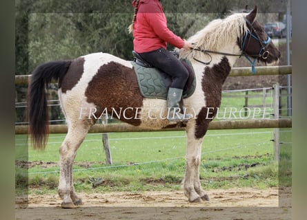 Curly Horse, Stute, 7 Jahre, 155 cm, Dunkelbrauner