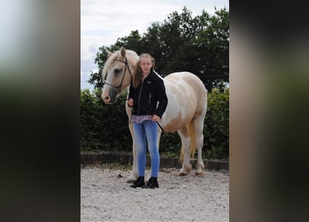 Curly Horse, Stute, 8 Jahre, 148 cm, Palomino