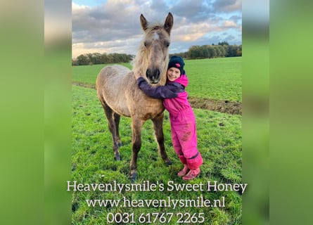 Curly Horse, Stute, Fohlen (05/2023), 158 cm, Palomino