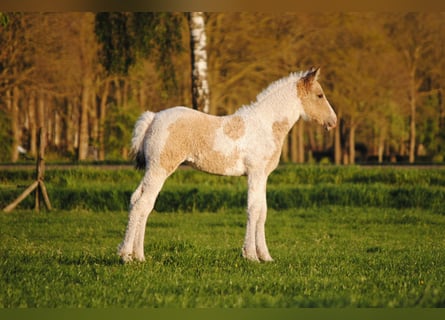 Curly Horse, Stute, Fohlen (03/2026), 160 cm, Falbe