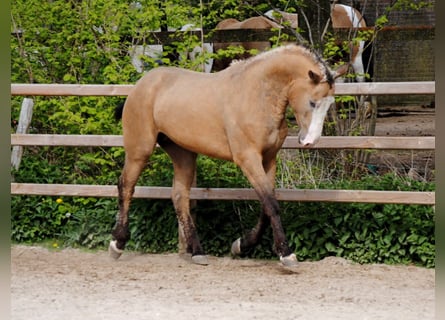 Curly horse, Wałach, 3 lat, 152 cm, Jelenia