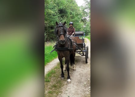 Curly horse Mix, Wałach, 5 lat, 138 cm, Gniada