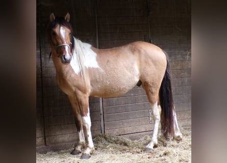 Curly Horse, Wallach, 3 Jahre, 145 cm, Schecke