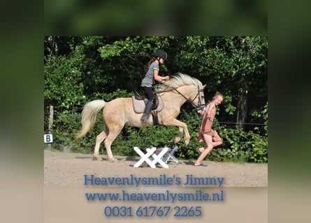 Curly Horse Mix, Wallach, 4 Jahre, 132 cm, Palomino