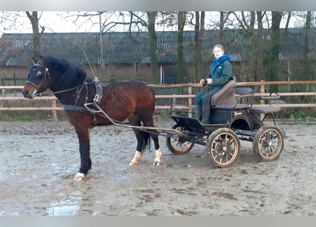 Curly Horse Mix, Wallach, 5 Jahre, 138 cm, Brauner