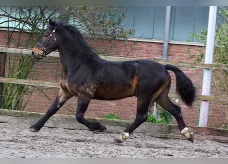 Welsh-D, Stallone, 15 Anni, 155 cm, Baio scuro