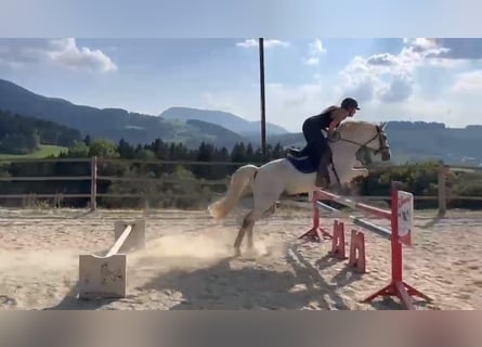 Czech sports pony, Gelding, 14 years, 14.1 hh, Gray-Dapple