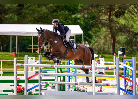 Czech Warmblood, Gelding, 10 years, 17.2 hh, Brown