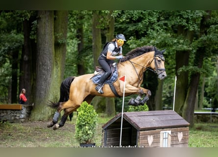 Czech Warmblood, Gelding, 11 years, 16,2 hh, Buckskin