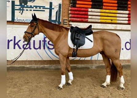 Czech Warmblood, Gelding, 12 years, 16.1 hh, Chestnut-Red