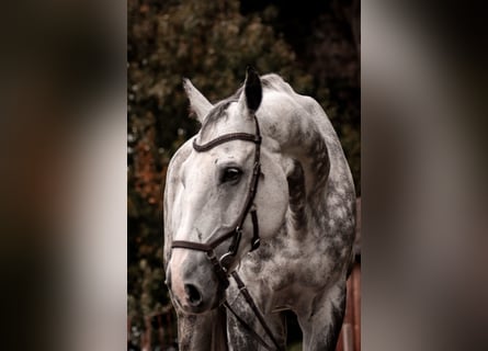 Czech Warmblood, Gelding, 12 years, 16,1 hh, Gray-Blue-Tan