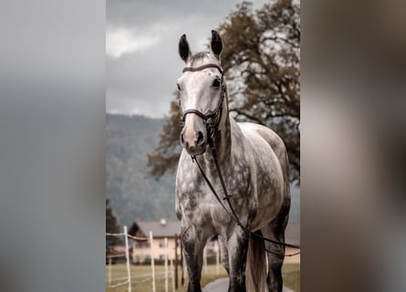 Czech Warmblood, Gelding, 12 years, 16,1 hh, Grey-Blue-Tan