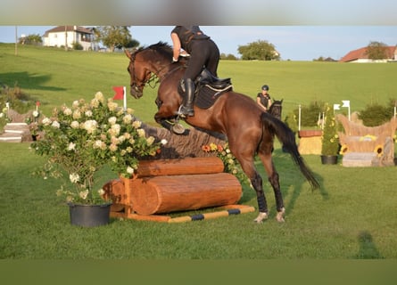 Tschechisches Warmblut, Wallach, 13 Jahre, 16,3 hh, Dunkelbrauner