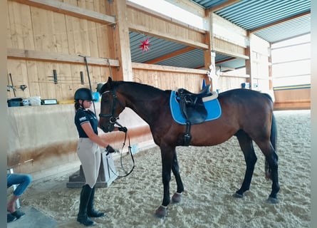 Czech Warmblood, Gelding, 16 years, 16,1 hh, Bay-Dark