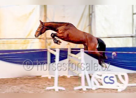 Czech Warmblood, Gelding, 4 years, 15.3 hh, Brown