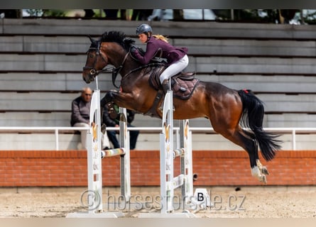 Tschechisches Warmblut, Wallach, 4 Jahre, 16,1 hh, Brauner