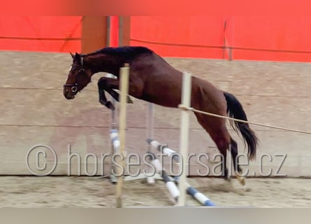 Czech Warmblood, Gelding, 4 years, 16,1 hh, Brown