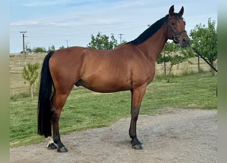Czech Warmblood, Gelding, 4 years, 16,2 hh, Brown