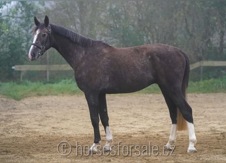 Tschechisches Warmblut, Wallach, 4 Jahre, 17 hh, Brauner