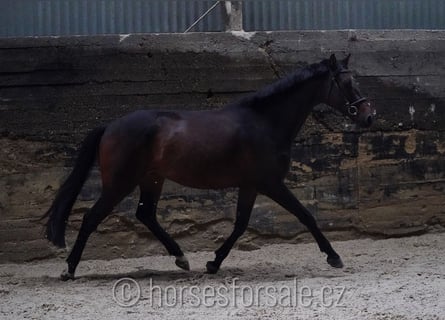 Czech Warmblood, Gelding, 5 years, 16,2 hh, Bay-Dark