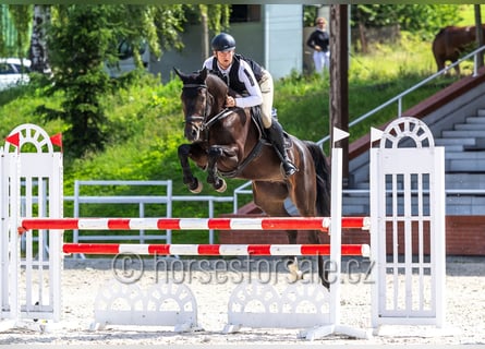 Czech Warmblood, Gelding, 5 years, 16.2 hh, Bay-Dark