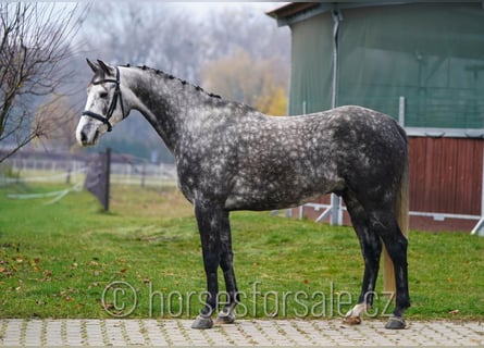 Czech Warmblood, Gelding, 5 years, 16 hh, Grey