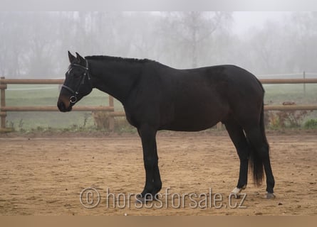 Czech Warmblood, Gelding, 5 years, 17 hh, Bay-Dark